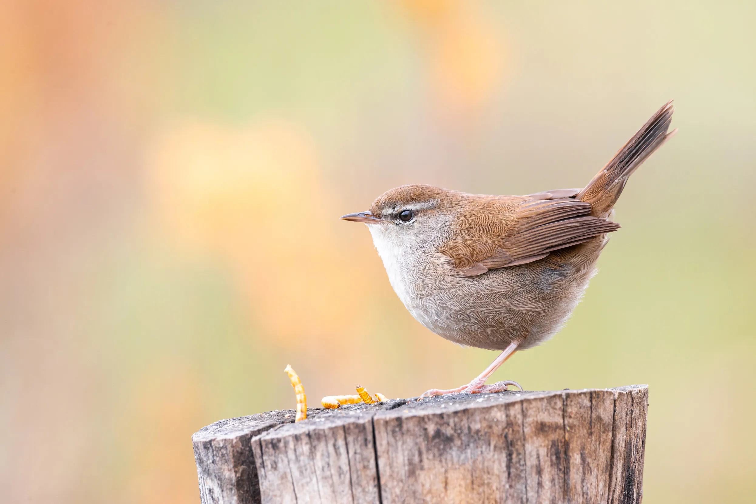 Cetti's Warbler on a tree stump with mealworms 